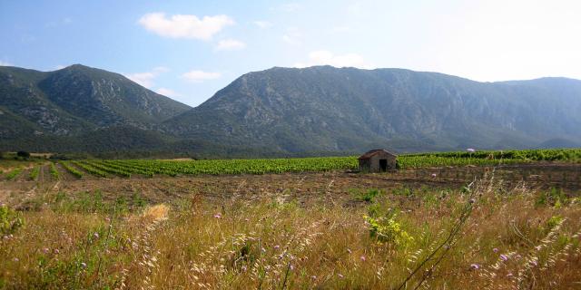Paisaje Hut Vineyard