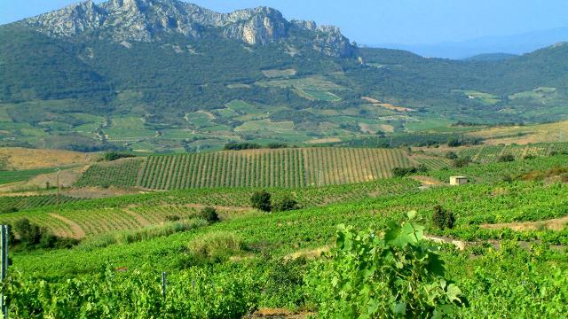 Vignes Fenouilledes1