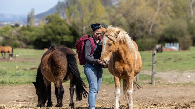 Equitation Castel Fizel 2